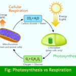 Difference between Photosynthesis and Respiration in Plants