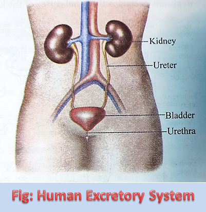 Explain Human Excretory System with Diagram