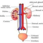 Explain Human Excretory System with Diagram