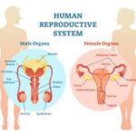Reproduction System in Human