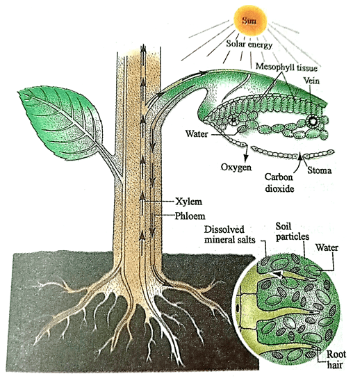 Components of Photosynthesis
