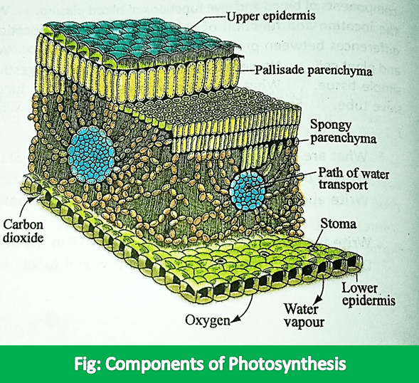 Components of Photosynthesis