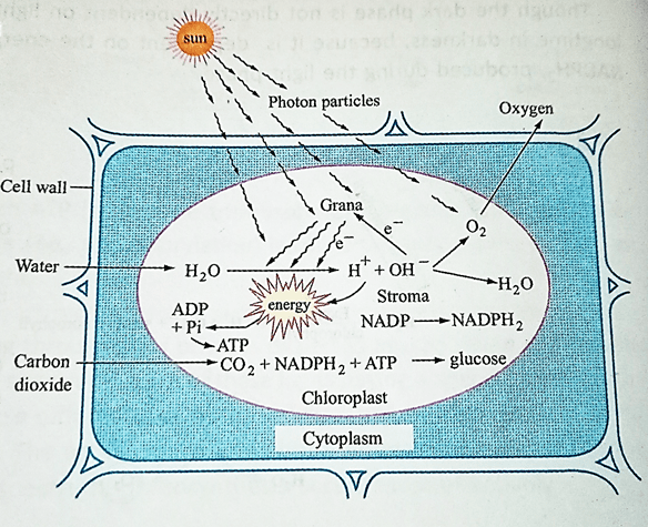Dark Phase and Light Phase of Photosynthesis