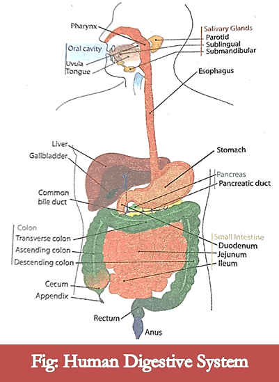 Human Digestive System Parts and Functions