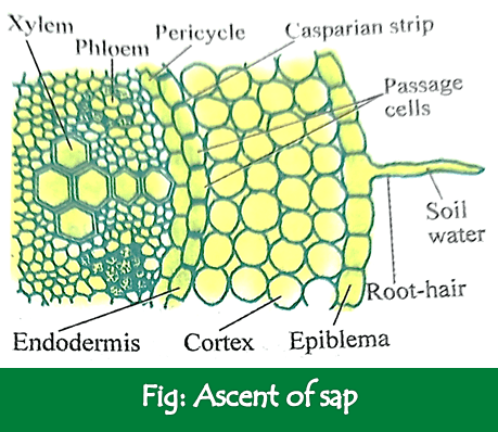 Theories of Ascent of sap Biology discussion