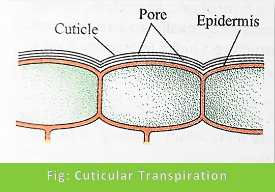 Types of Transpiration