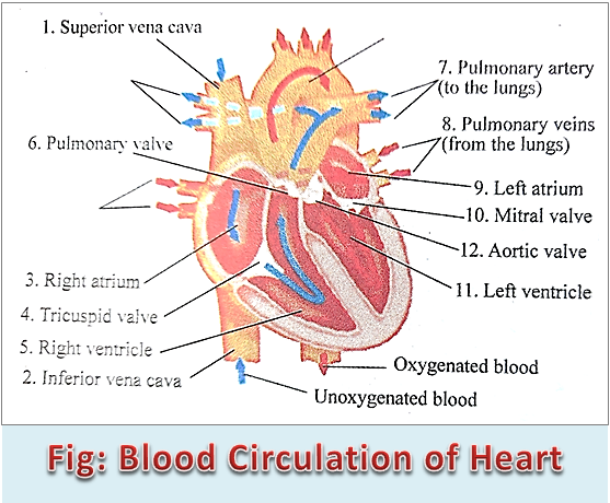 Blood Circulation of Heart with Diagram