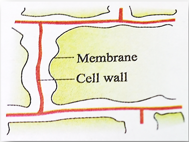 Components of Cell and their functions