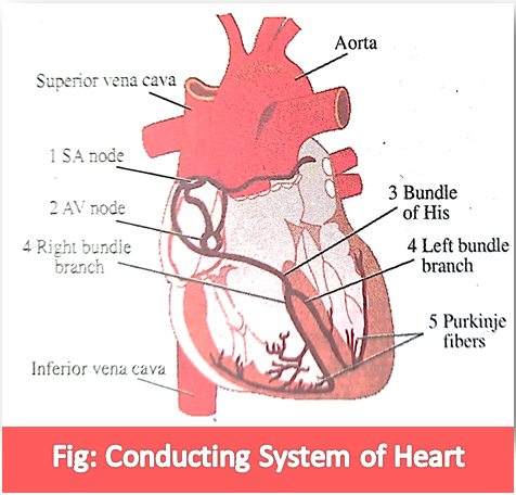 Describe the Conducting System of Human Heart