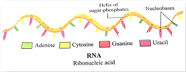 Difference between DNA and RNA class 12