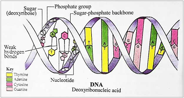 Difference between DNA and RNA class 12
