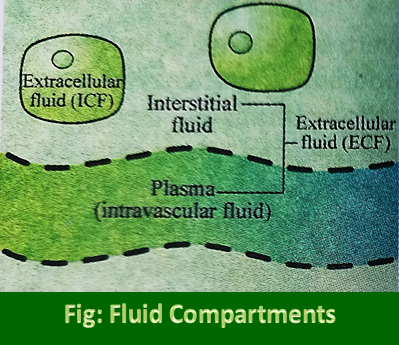Fluid Compartments in the Body