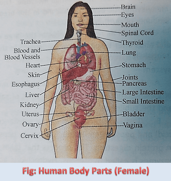Human Body Parts and their functions