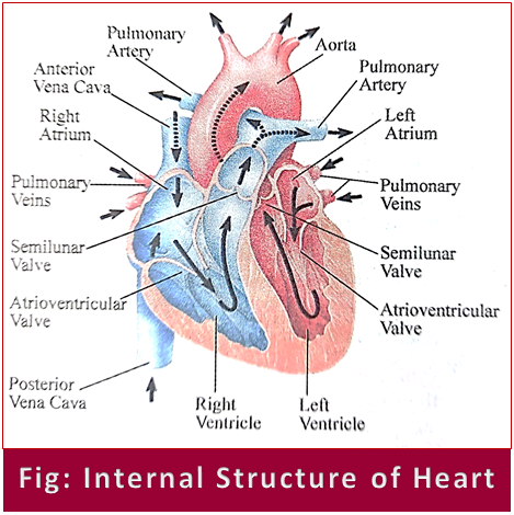 Internal Structure of Heart