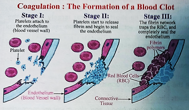Mechanism of Blood Coagulation