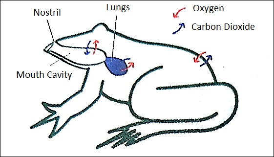 Respiration in Plants and Animals