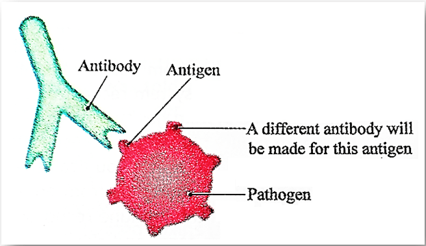 Types of Antibodies and their functions