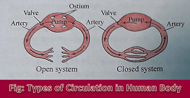 Types of Circulation in Human Body