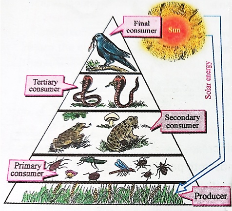 Types of Food Chain in Ecosystem