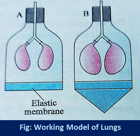 Working Model of Lungs Explanation