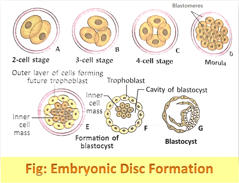 Embryonic Disc Formation in Humans
