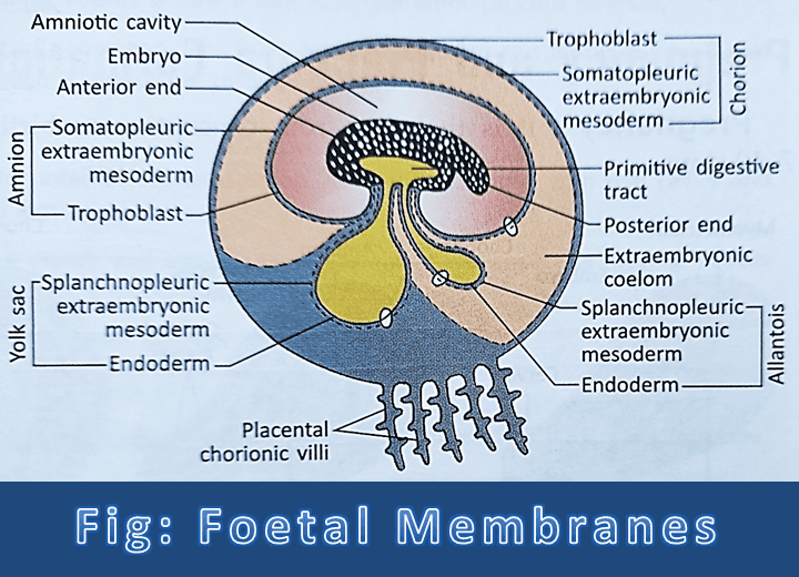 Foetal Membranes in Humans