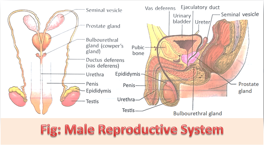 Male Reproductive System - Parts and Functions