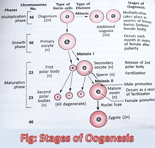Stages of Oogenesis in Humans