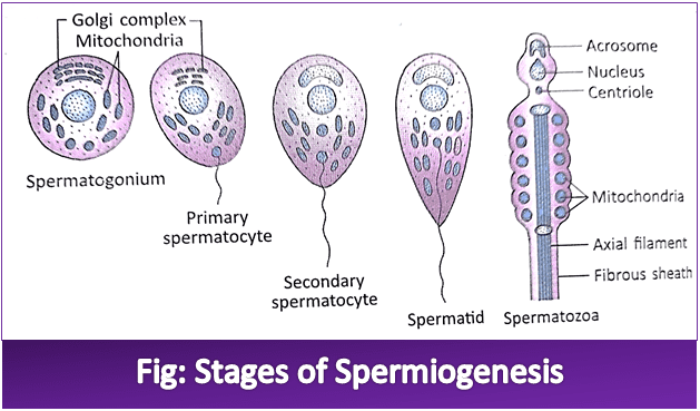 Stages of Spermatogenesis