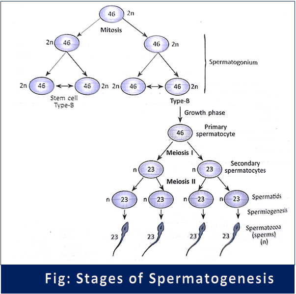 Stages of Spermatogenesis