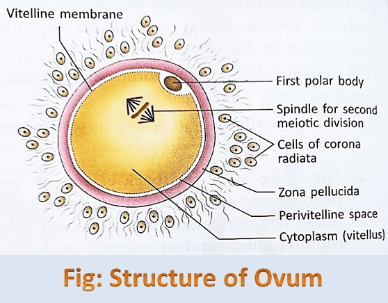 Structure of Ovum Class 12