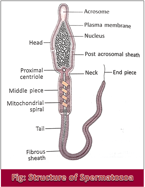 Structure of Spermatozoa