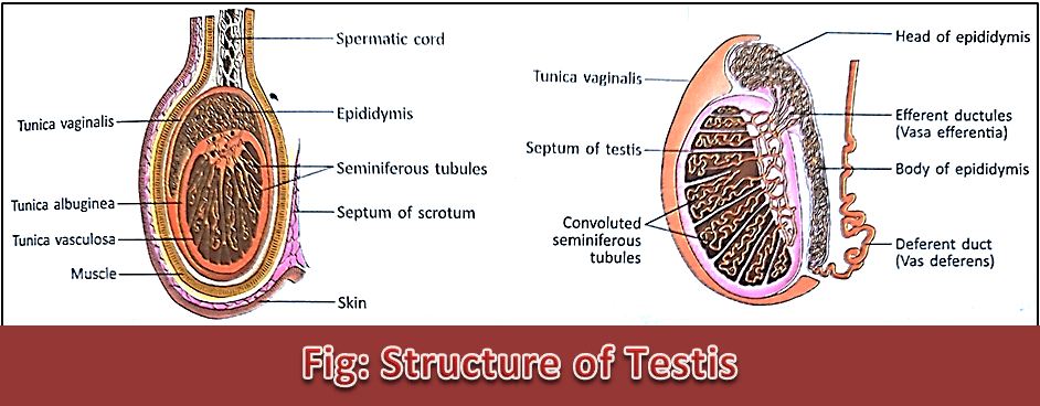 Structure of Testis and Ovary