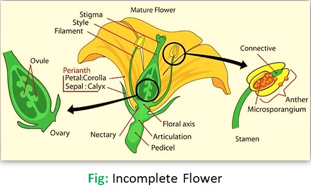 Difference between Complete and Incomplete Flowers with examples