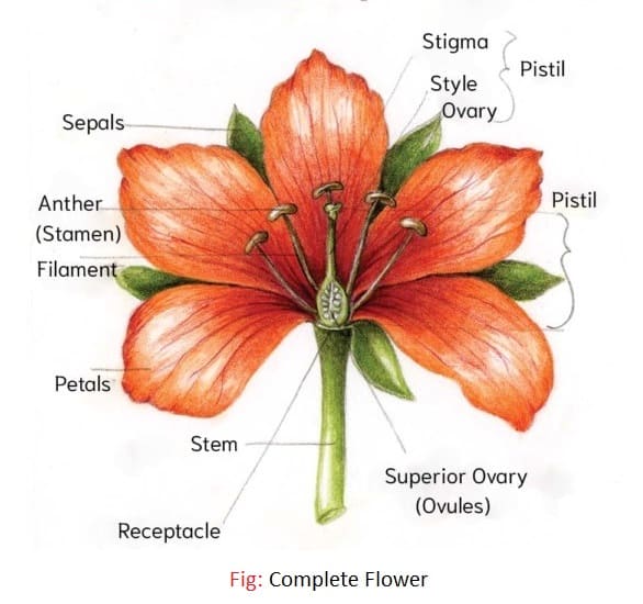 Difference between Complete and Incomplete Flowers with examples